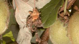 Sclerotinia